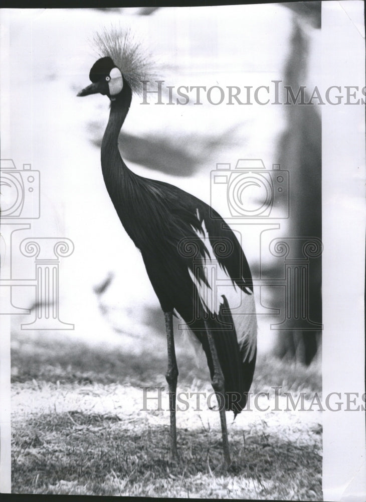 1967 Peacock Birds Farest Trees Zoos - Historic Images
