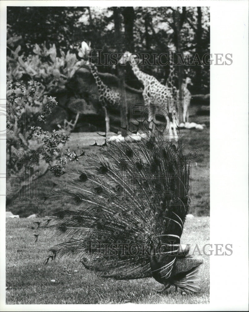 1980 Detroit Zoological Park Peacock Giraff - Historic Images