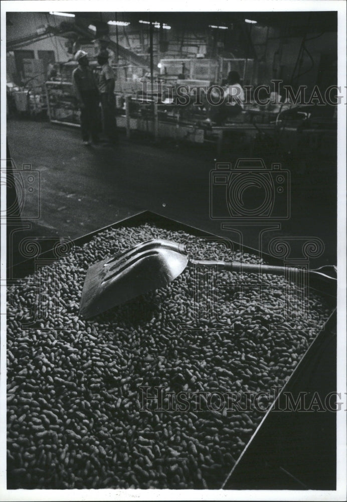 1982 Processing peanuts to be peanut butter - Historic Images