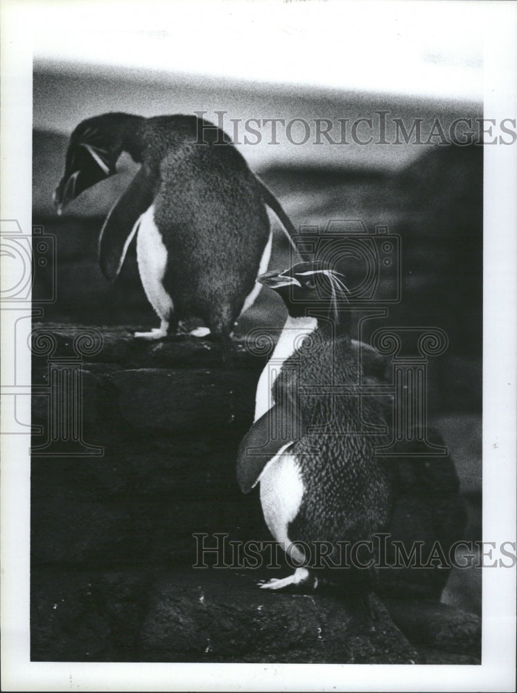 1985 Two Rockhopper Penguins - Historic Images