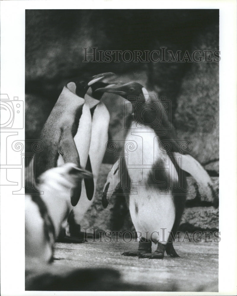 1986 Penguins Antarctica Krill Fish Squid - Historic Images