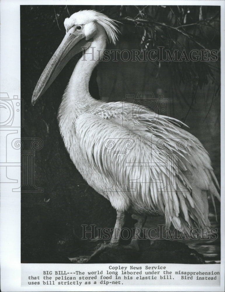 1967 Press Photo pelican Greek Pelecanidae Throat Pouch - Historic Images
