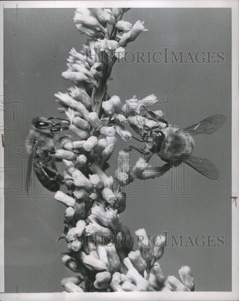 1958 Bees Anthophila  Antarctica Flowers - Historic Images
