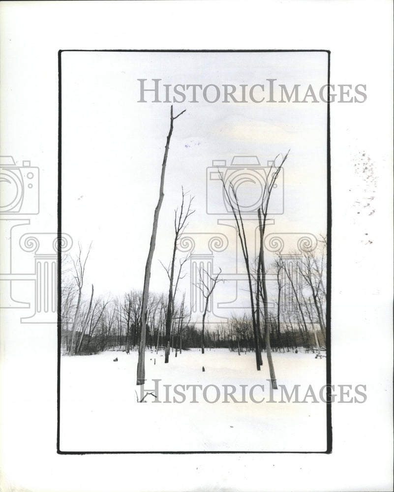 1986 Landscape Mich Winter Trees - Historic Images