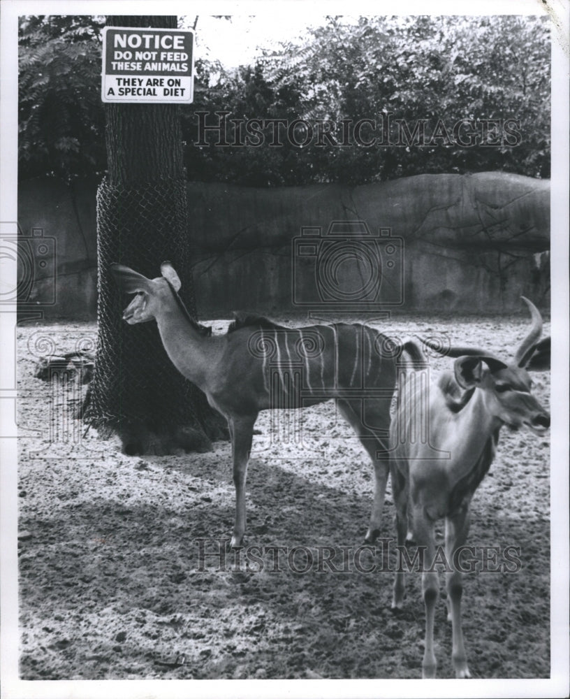 1970 Kolbs Grazing Detroit Zoo - Historic Images
