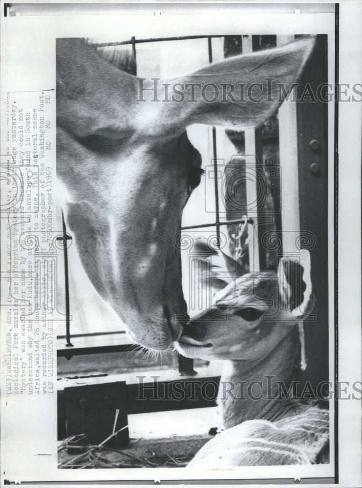 1969 Kudu - Historic Images