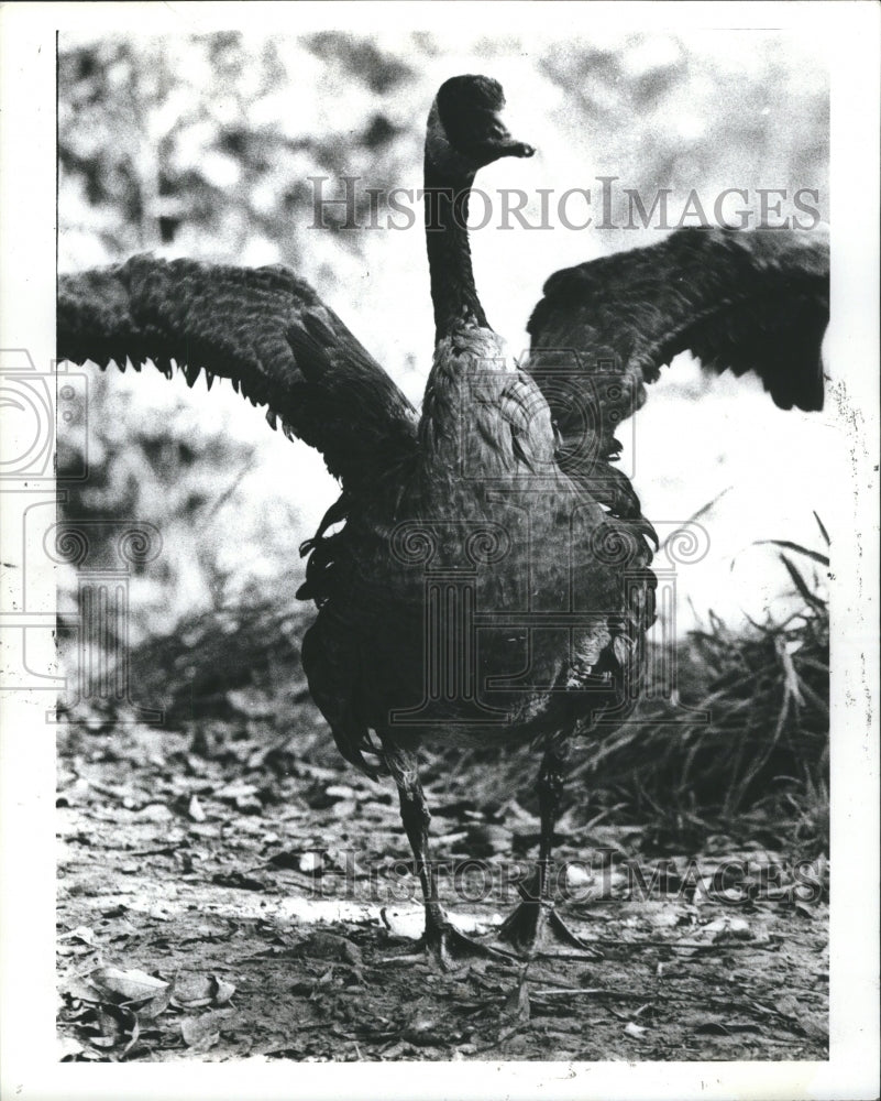 1980 Oil Spills - Historic Images