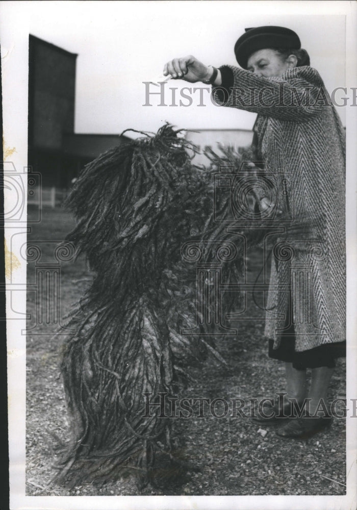 1954 Hungarian Shepherd Dog Berlin Show  - Historic Images
