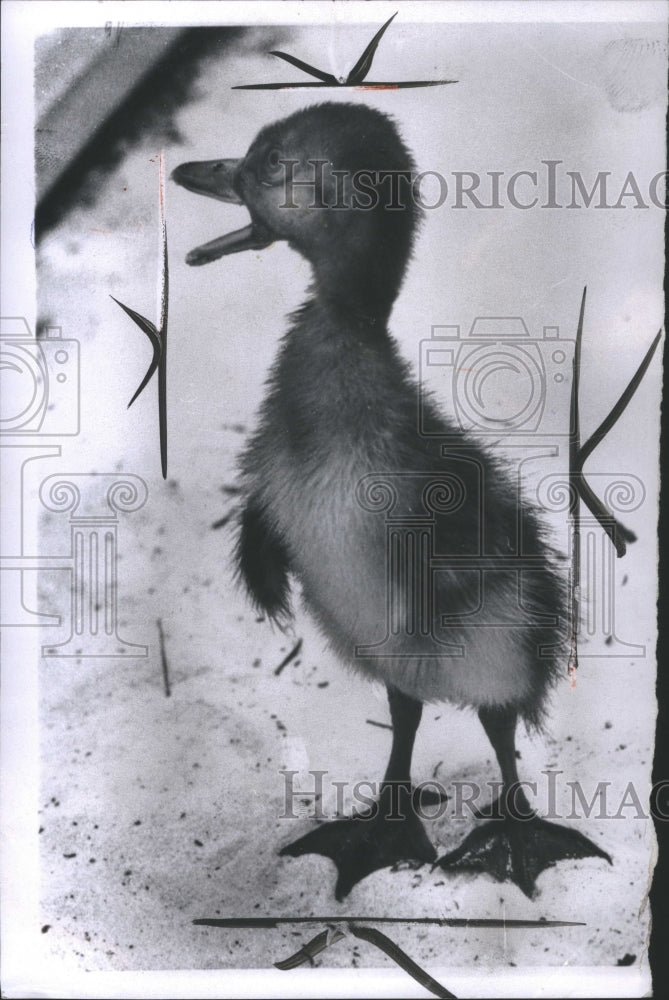 1960 Baby African Spurwinged Goose Captive - Historic Images