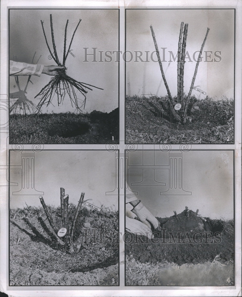 1956 Rose Bush Gardening Process Example - Historic Images