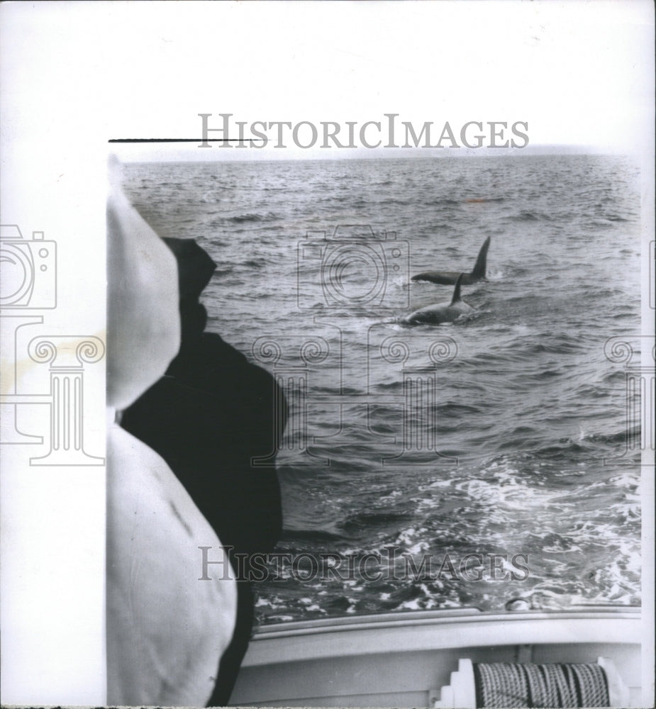 1962 Whales Redondo Beach Calif Boat Water - Historic Images