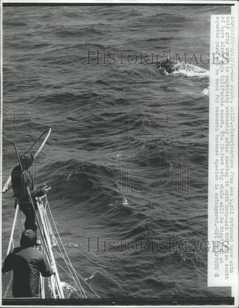 1971 Veterinarians Sea gray Whale World - Historic Images
