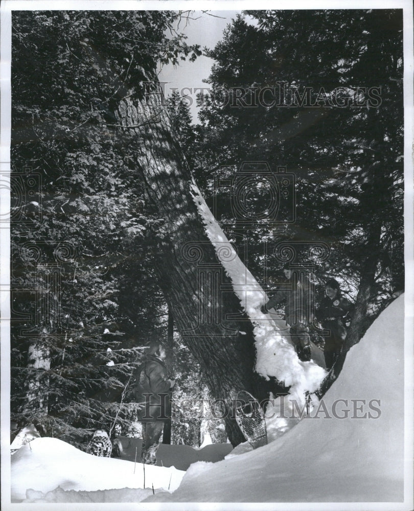 1973 Press Photo The Estivants Pines - Historic Images