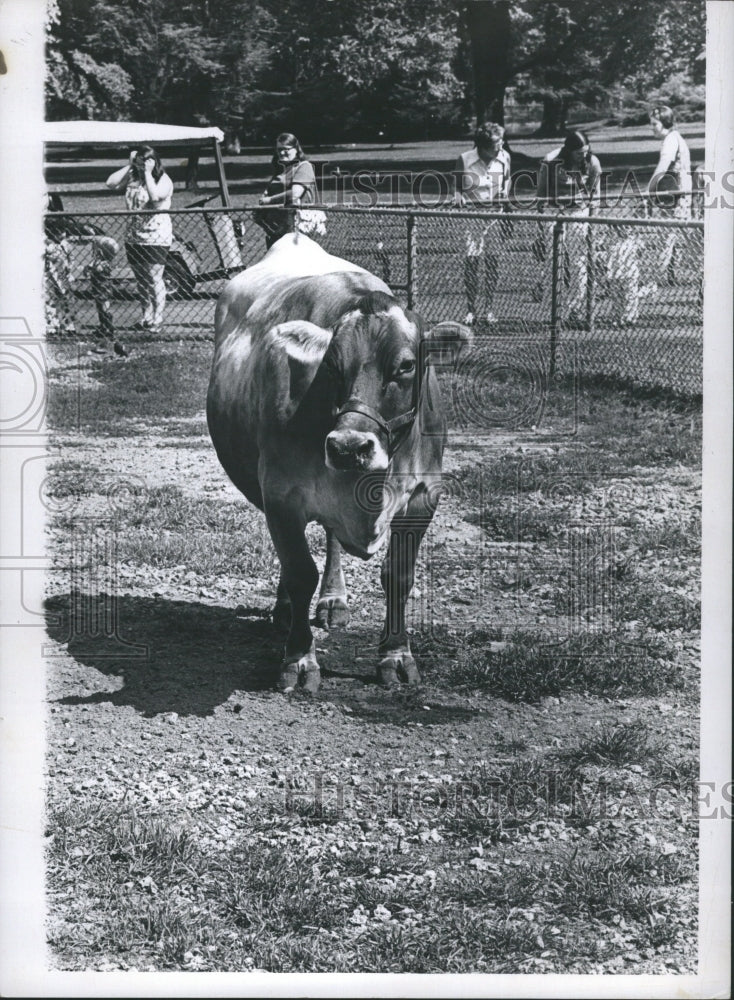 1973 Cattle Cows Type Large Bos GenusModern - Historic Images
