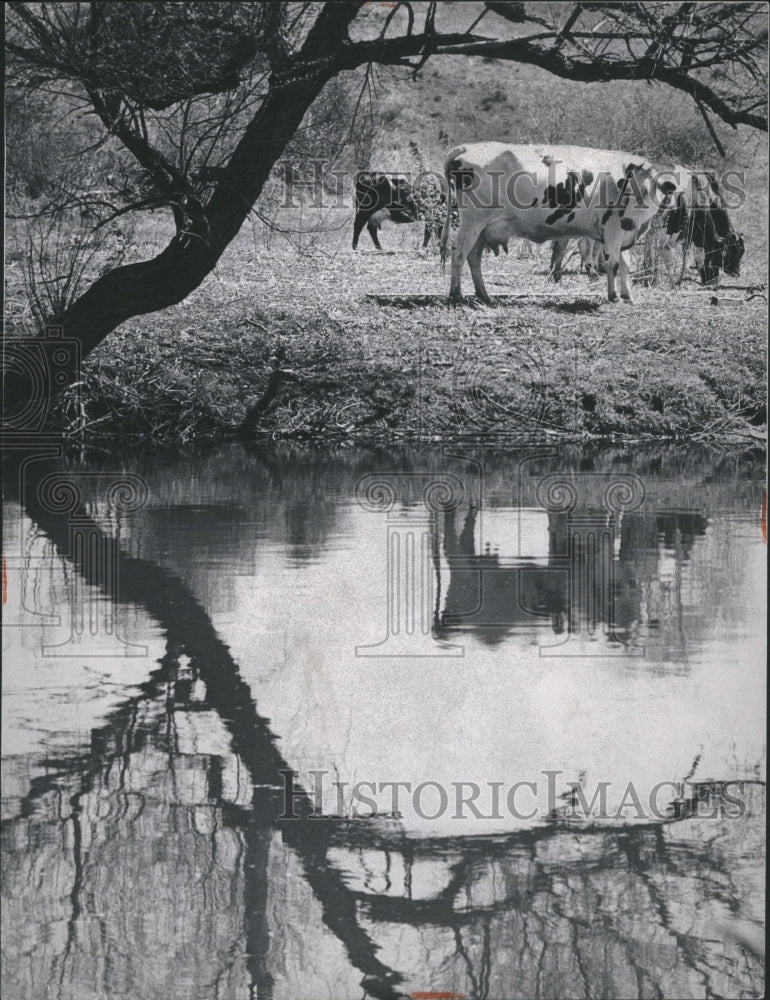 1960 Cattle by water - Historic Images