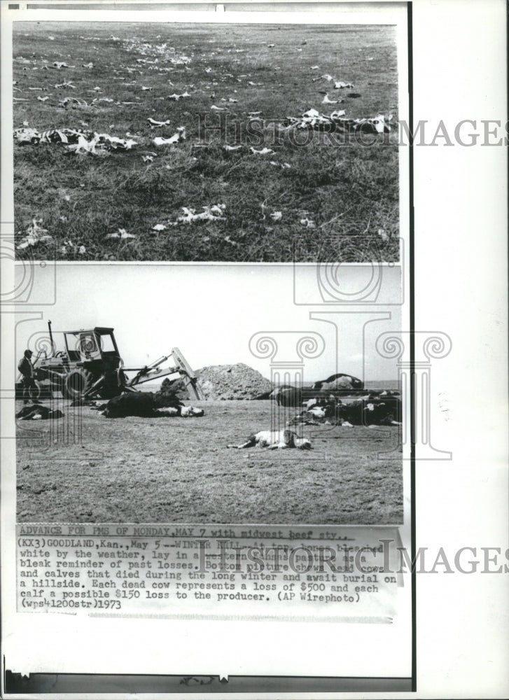 1978 Large Number of Cows Killed - Historic Images