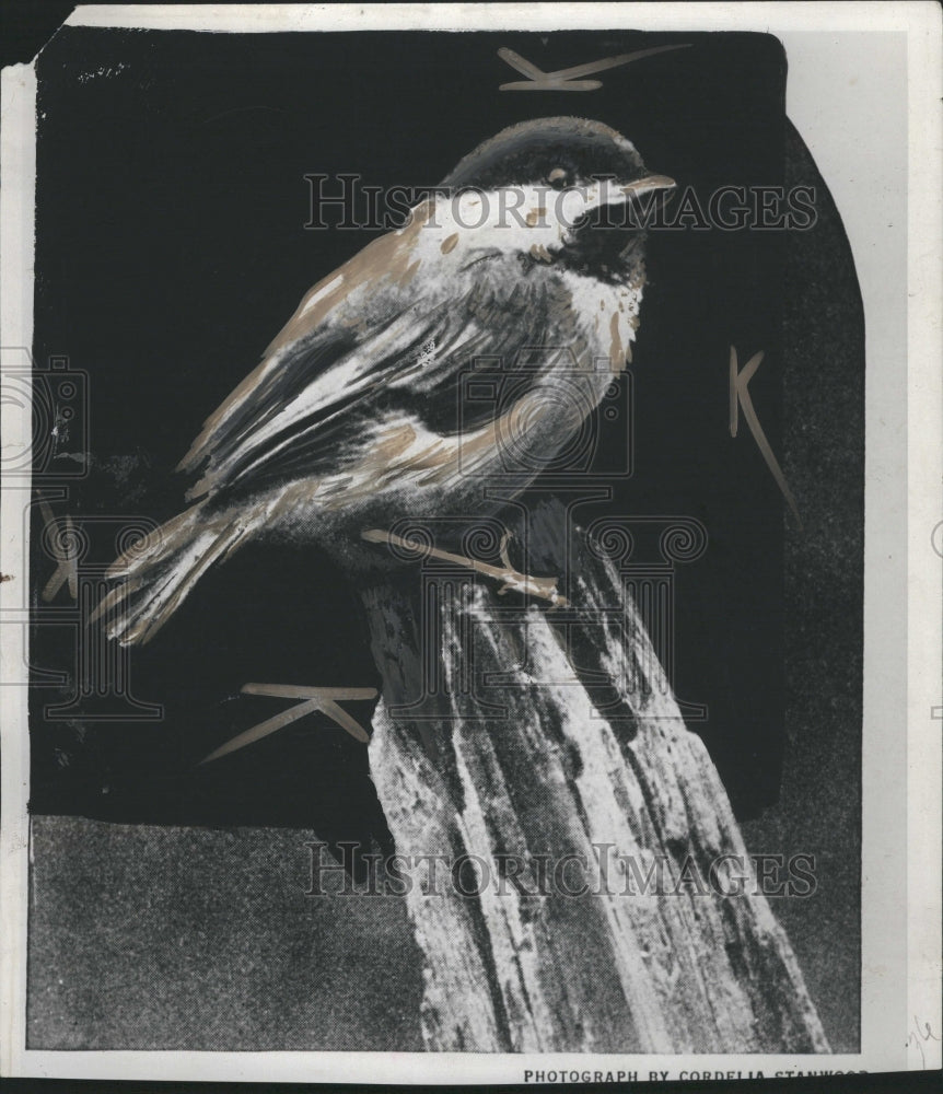 1933 Chickadee Bird - Historic Images