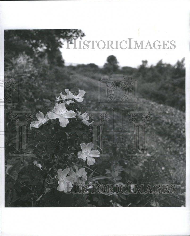 1966 Press Photo Dozens Species Wildflowers Grow Profus - Historic Images