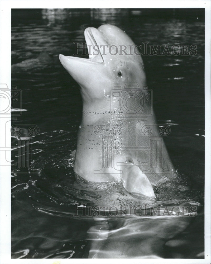 1991 Whales - Historic Images