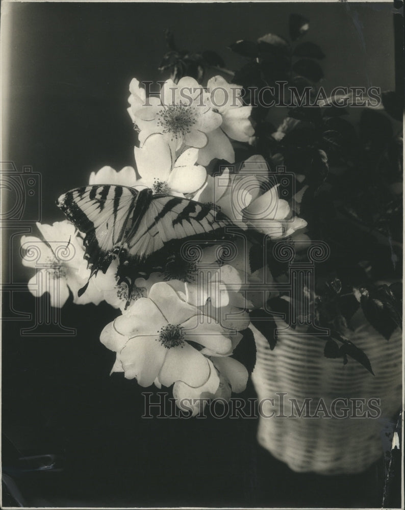 1928 Press Photo Wild Roses - Historic Images