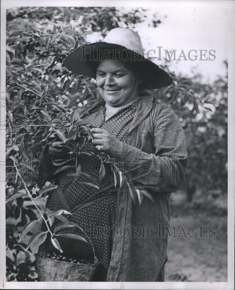 1946 Weight Cherry Pickers Age Limit - Historic Images