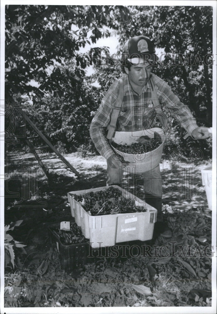 1991 Theodore Chavez picks cherries. - Historic Images