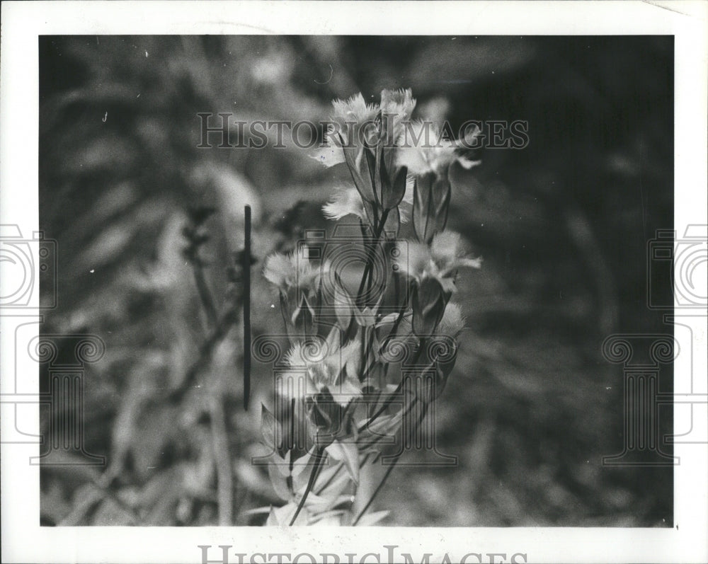 1982 Gentiana Flowering Genus Monophyletic - Historic Images