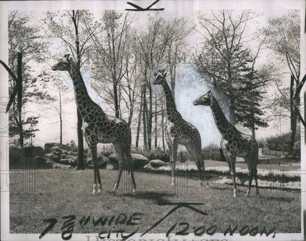 1937 Giraffe at Detroit Zoo - Historic Images
