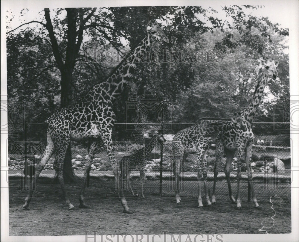 1960 Animals Giraffes Gwan Viki Zoo Ritare - Historic Images