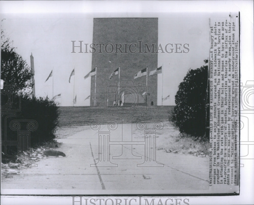 1962 rat at George Washington monument - Historic Images
