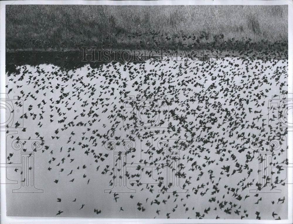 1960 Flock of Starlings - Historic Images