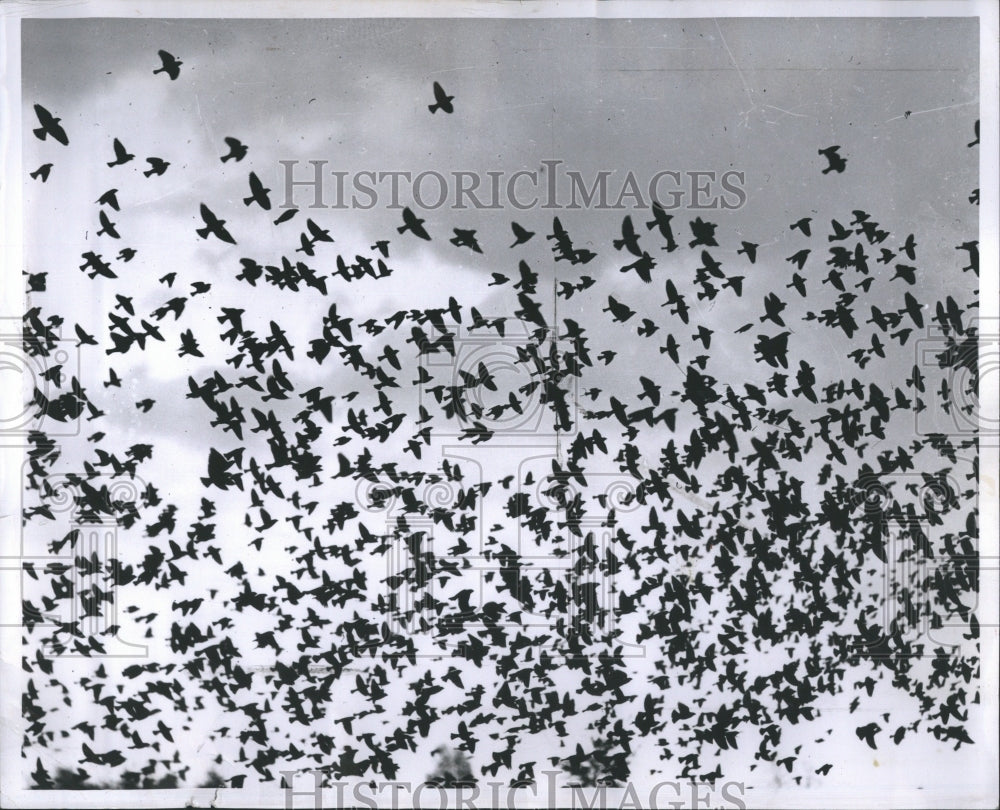 1959 Flock of Starlings - Historic Images