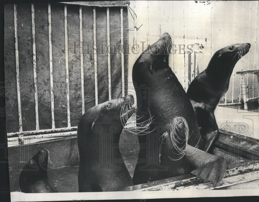 1973 Trained seals stretch necks for chow - Historic Images