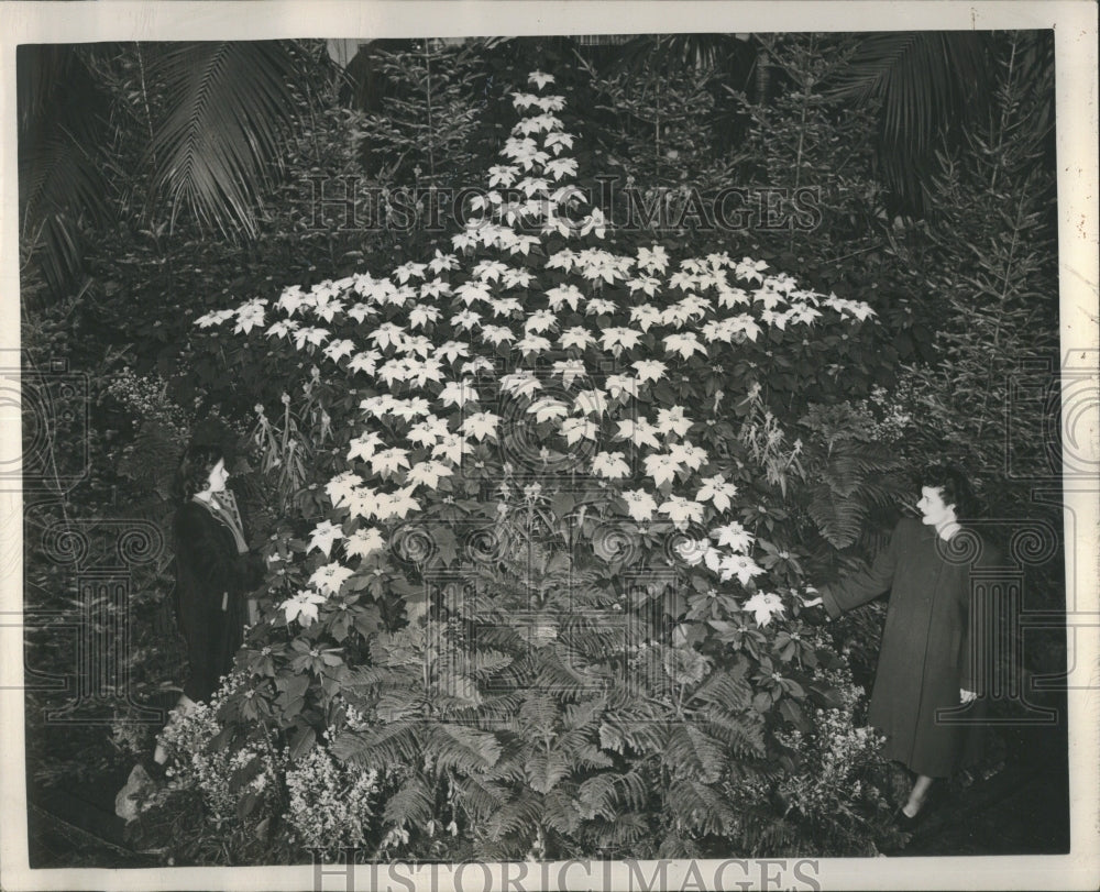 1947 Press Photo White Poinsettias arrange to form star - Historic Images