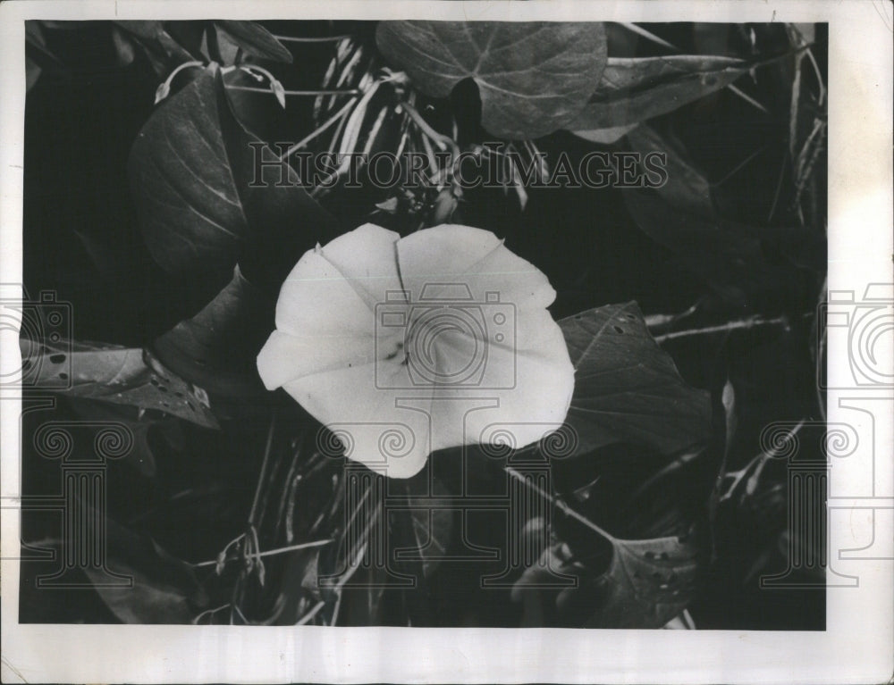1956 Press Photo Egg Mechanism Union Sperm Effect Plant - Historic Images
