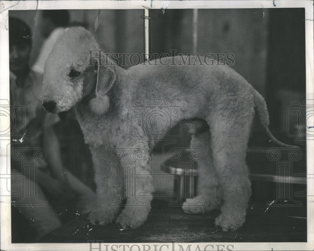 1974 Bedlington Terrier - Historic Images