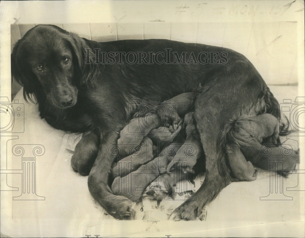 1938 Sheila an Irish Setter with 13 pups - Historic Images