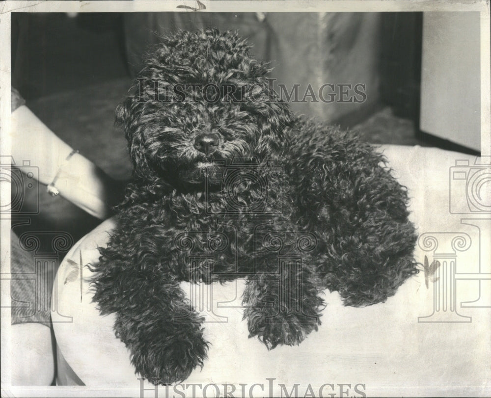 1959 52 month old poodle - Historic Images