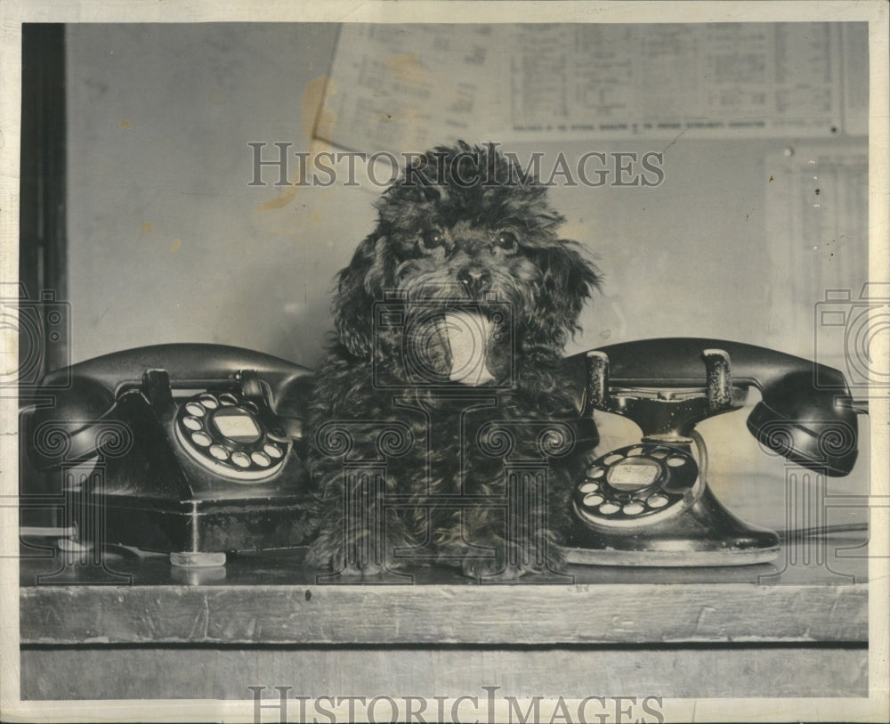 1957 French Poodle Police - Historic Images