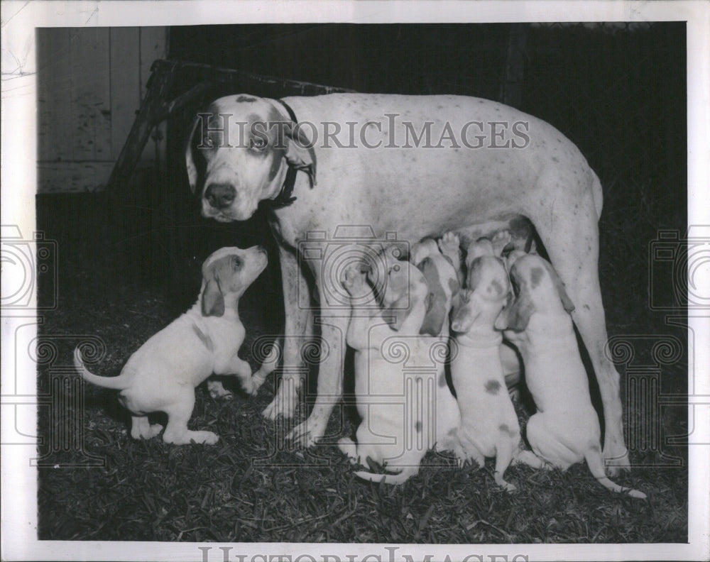 1950 Pointer with her pups - Historic Images