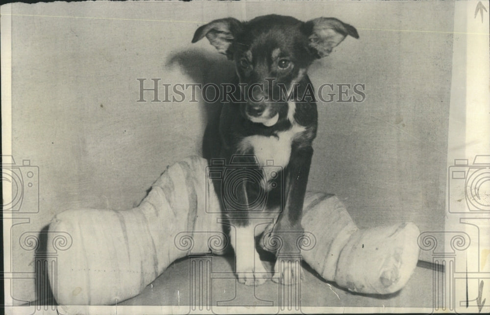 1960 Dog Cast Leg - Historic Images