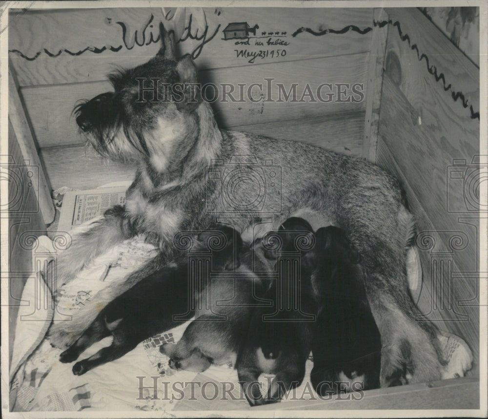1950 Animals - Historic Images