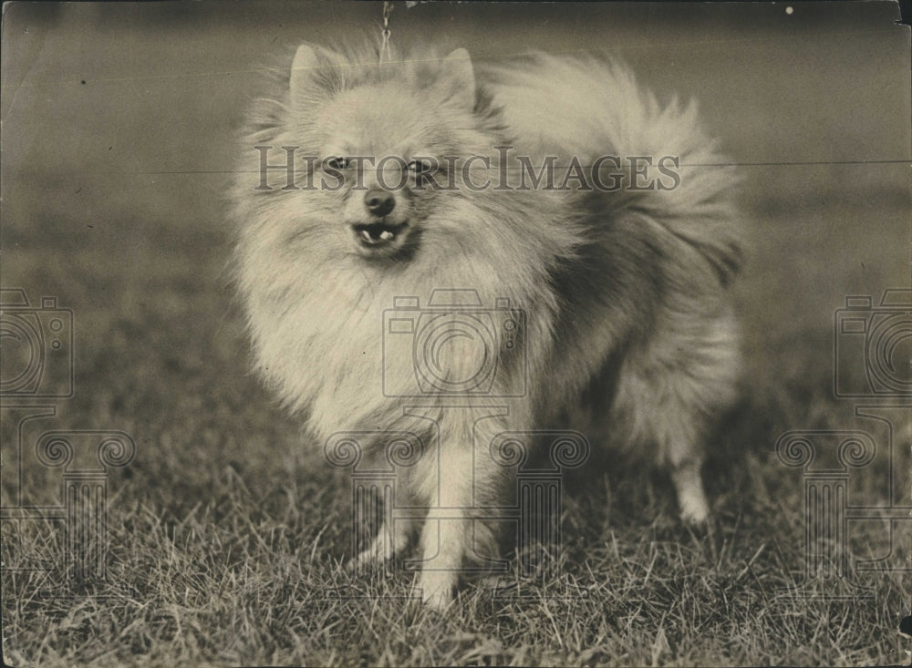 1932 Press Photo Pomeranian toy dog - Historic Images