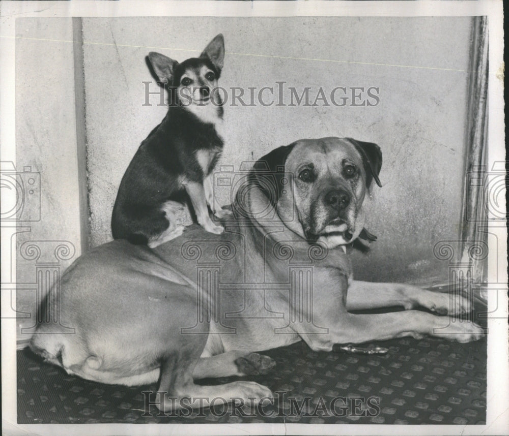 1954 Press Photo Animals - Historic Images