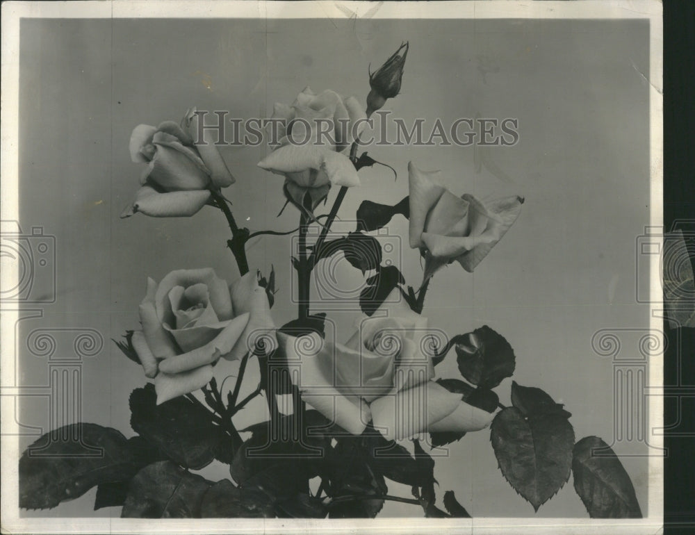 1957 Floribunda Hybrid Teas Roses - Historic Images