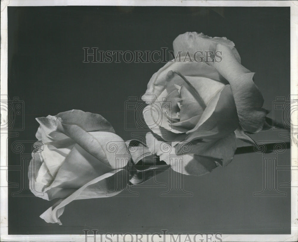 1957 Mechanism Union Sperm Egg Flower Bloom - Historic Images