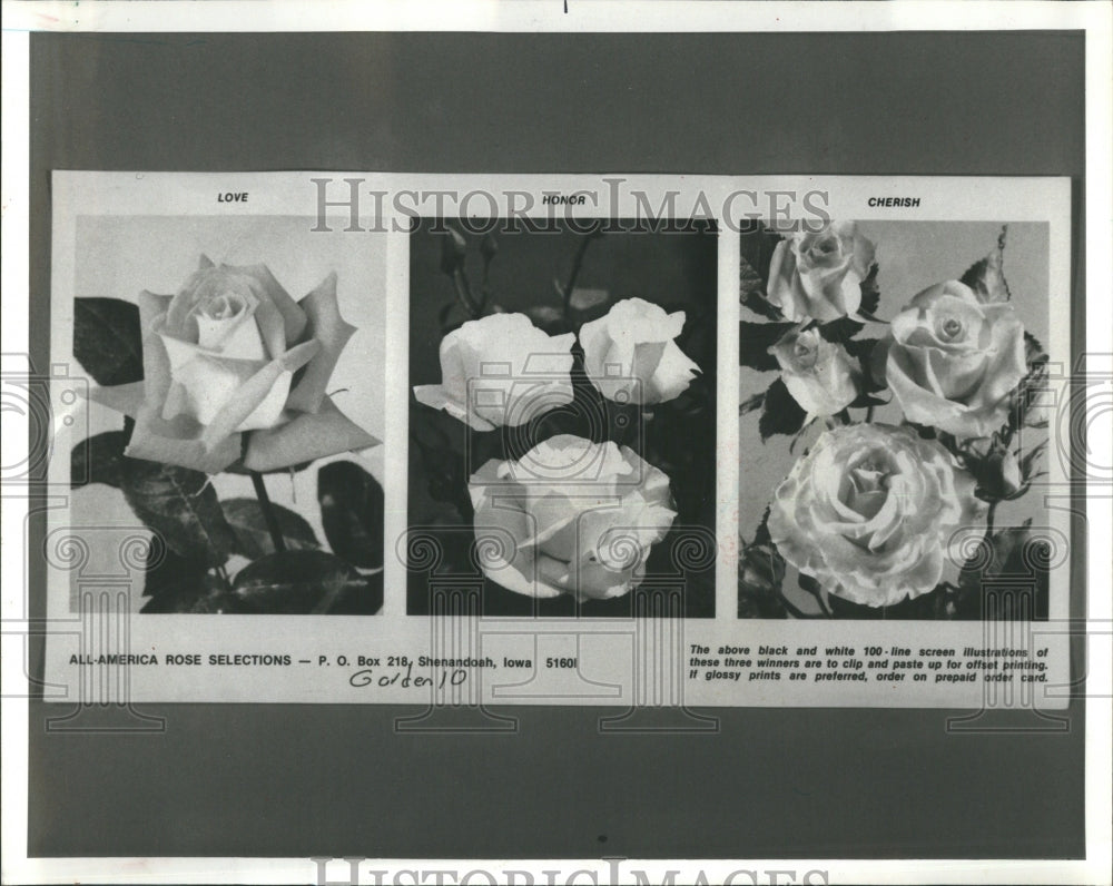 1979 American Rose Selection Hybrid Love - Historic Images