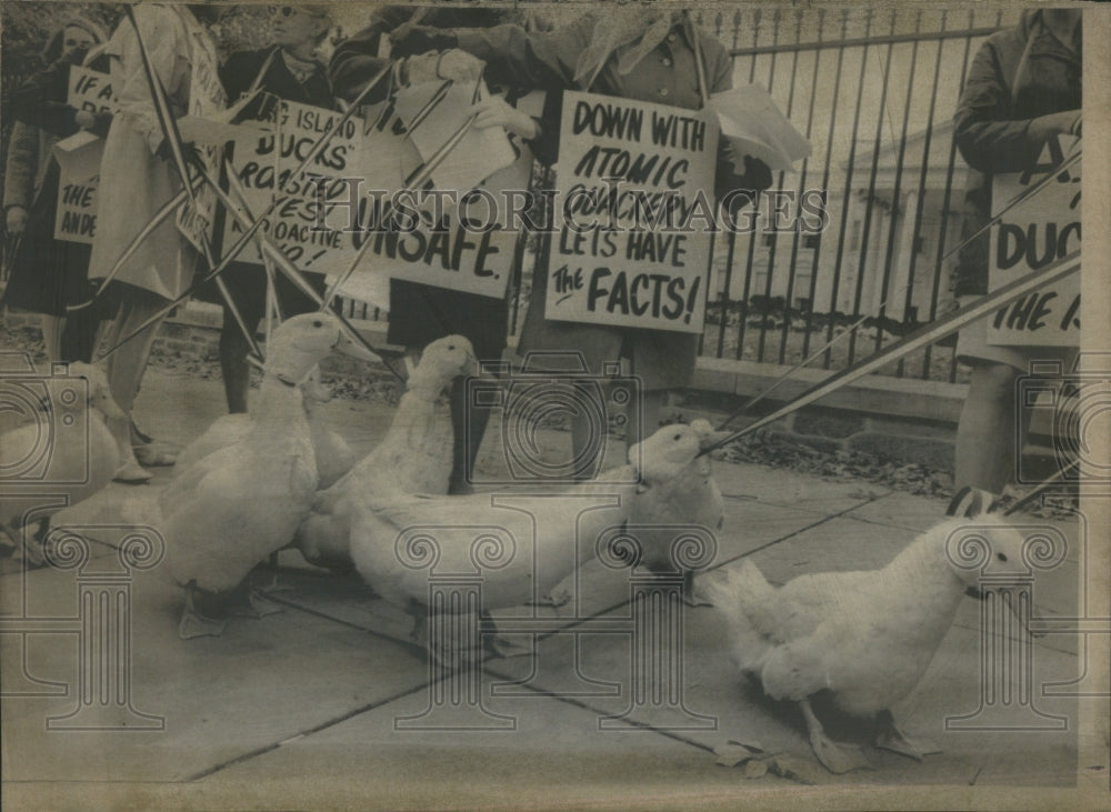 1967 Housewives White House Protest Ducks - Historic Images