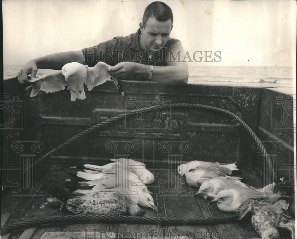1964 Charles Burger inspect sick gulls - Historic Images
