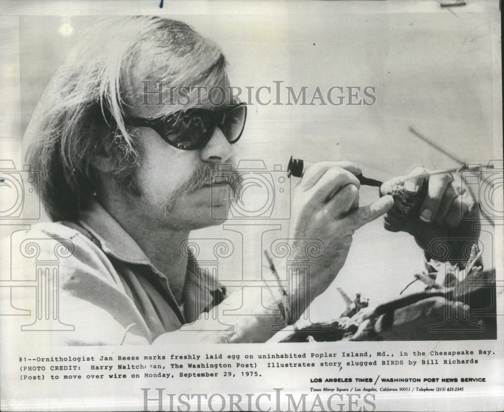 1975  Jan Reese Marxs Egg Island - Historic Images
